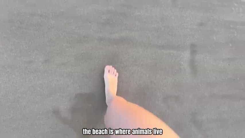 Finding a sea cucumber at the beach